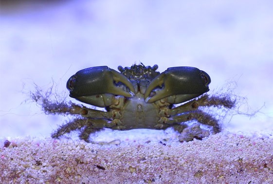 large_9045_emerald-crab-mithraculus-sculptus-1.jpg