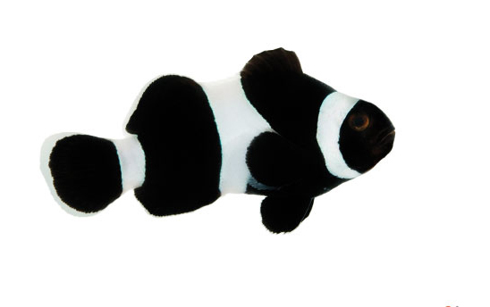 large_9125_Black_Ocellaris_Clownfish_LRNR.jpg