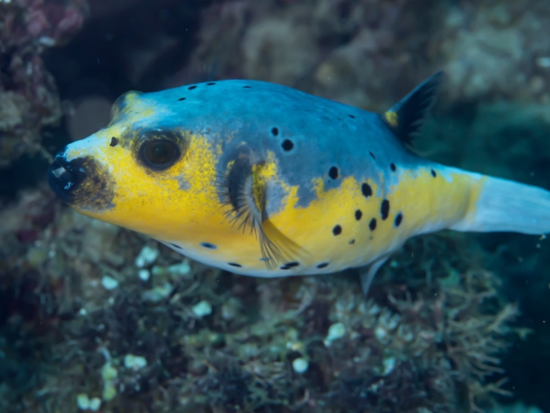 large_9175_1597px-Blackspotted_puffer_(Arothron_nigropunctatus)_LRNR.jpg