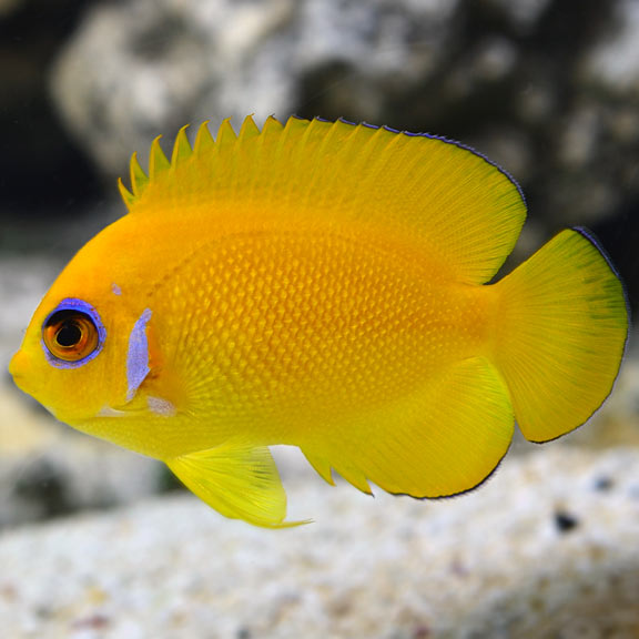 large_9204_Lemonpeel_angel_fiji.jpg