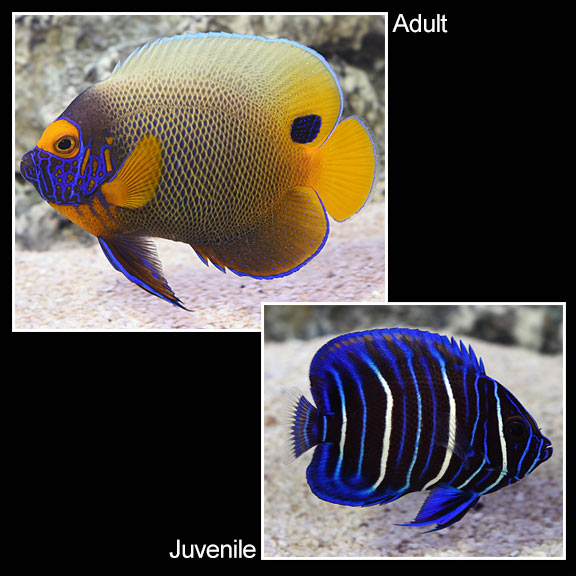 large_9209_lg_73861_Blueface_Angelfish.LRNRjpg.jpg