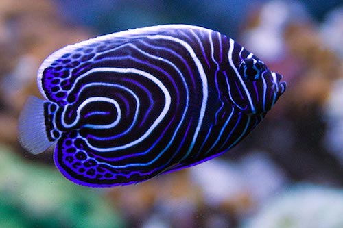 large_9210_large_9211_Juvenile_imperator_angelfish.jpg