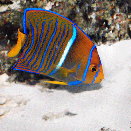 large_9214_passer_angelfish-500x500.png