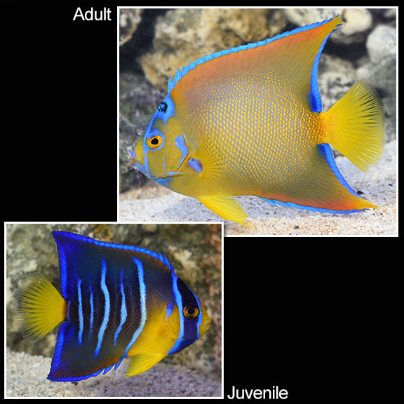 large_9218_Queen_angelfish_juv_adult.jpg