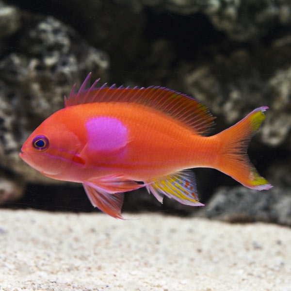 large_9221_lg-79358-squareback-anthias-male-LRNR0118171-045.jpg