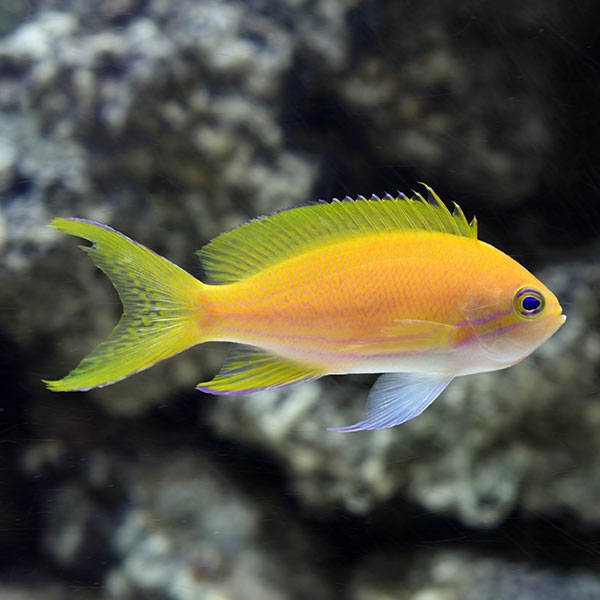 large_9221_st-79358-squareback-anthias-female-0118171-045.jpg