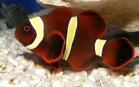 large_9227_Gold_stripe_maroon_clownfish_LRNR.jpg