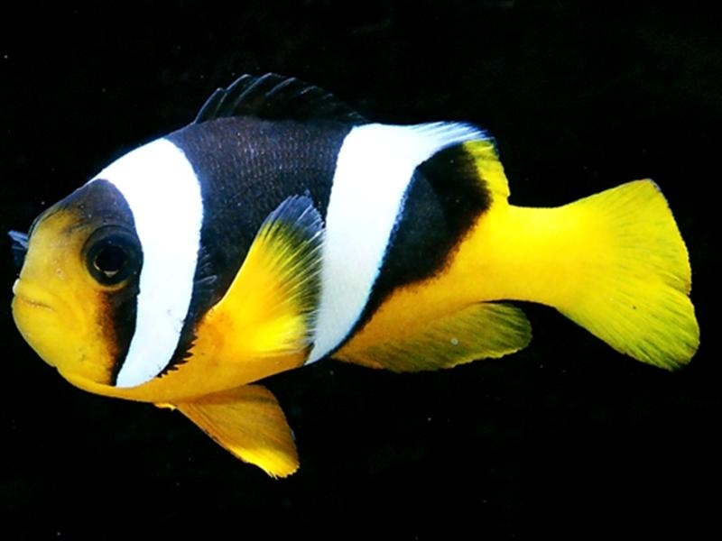 large_9228_sebae_clownfish.jpg