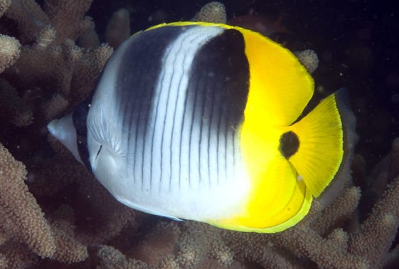 large_9235_double-saddle-butterflyfish-chaetodon-LRNR_ulietensis-1.jpg