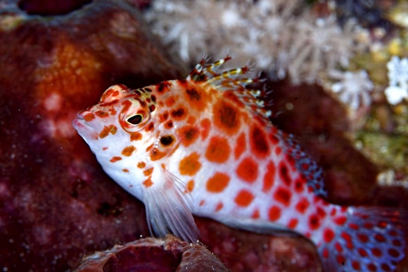 large_9238_SpottedHawkfish.jpg