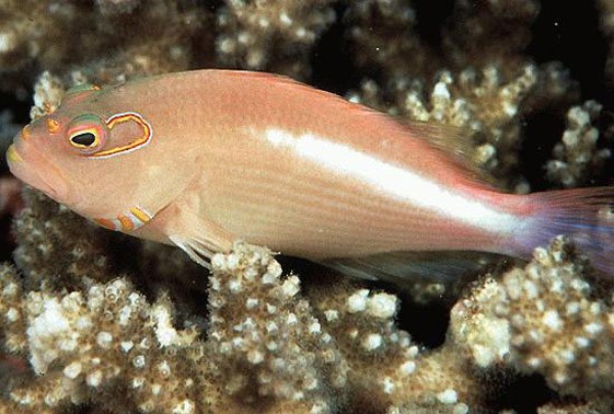 large_9240_arc-eye-hawkfish-paracirrhitus-arcuatus-LRNR1.jpg