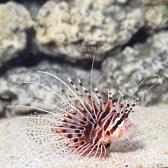 large_9244_lg_80320_Antennata_Lionfish.jpg