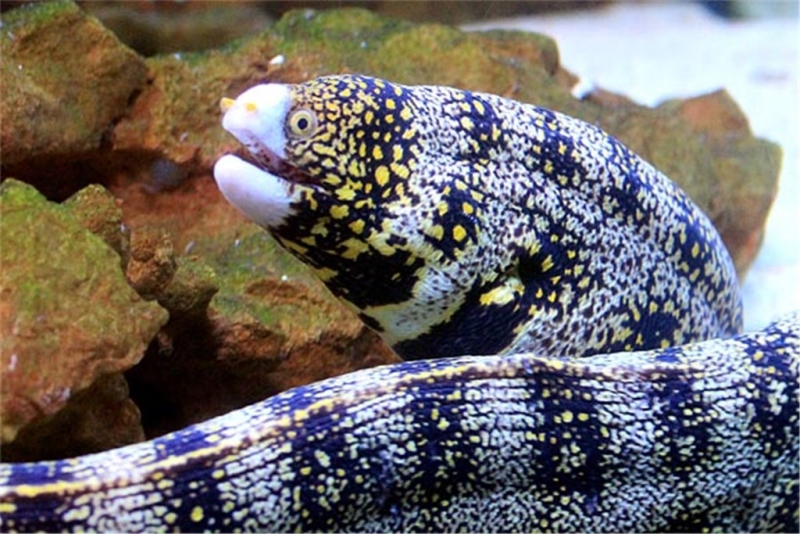 large_9250_snowflake-moray.LRNRjpg.jpg