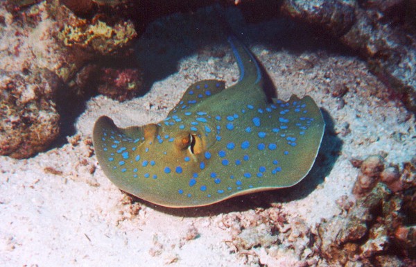 large_9254_blue-spotted-ray.jpg