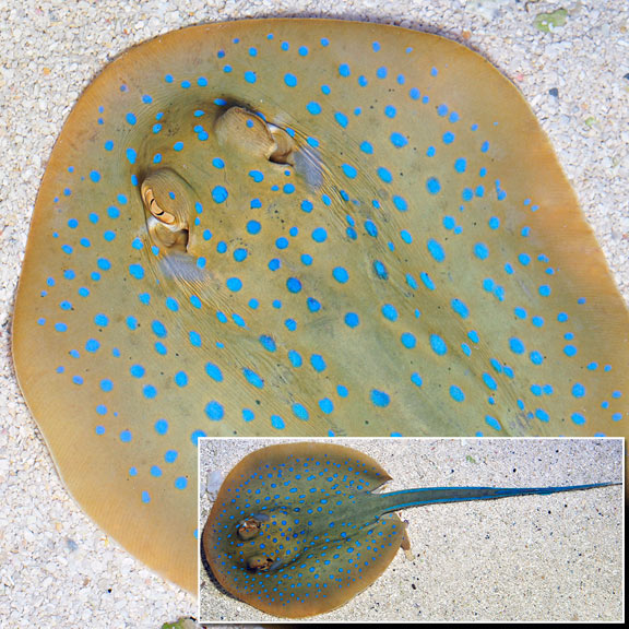 large_9254_blue_spotted_ray.jpg