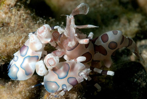 large_9263_harlequin-shrimp-hymenocera-picta-LRNR1.jpg