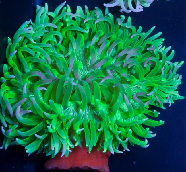 large_9272_green_long_tentacle_anemone.jpg