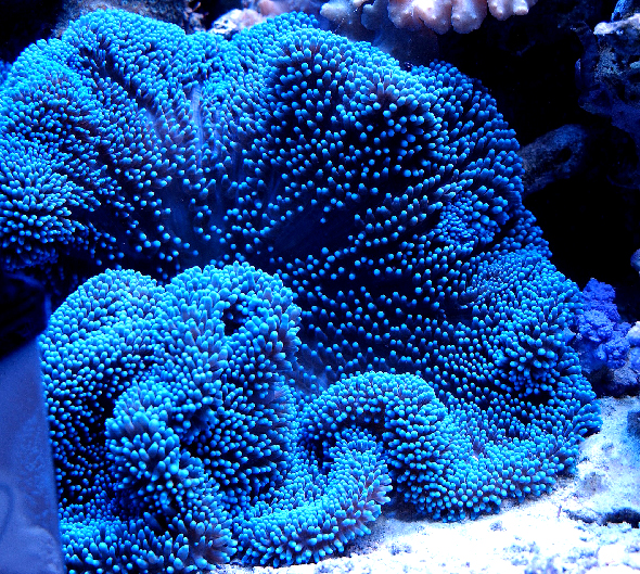 large_9274_blue_carpet_anemone.jpg