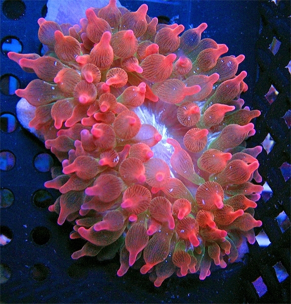 large_9276_large_10767_PinkRainbowRoseBubbleTipAnemone_zpsbfe854c0.jpg