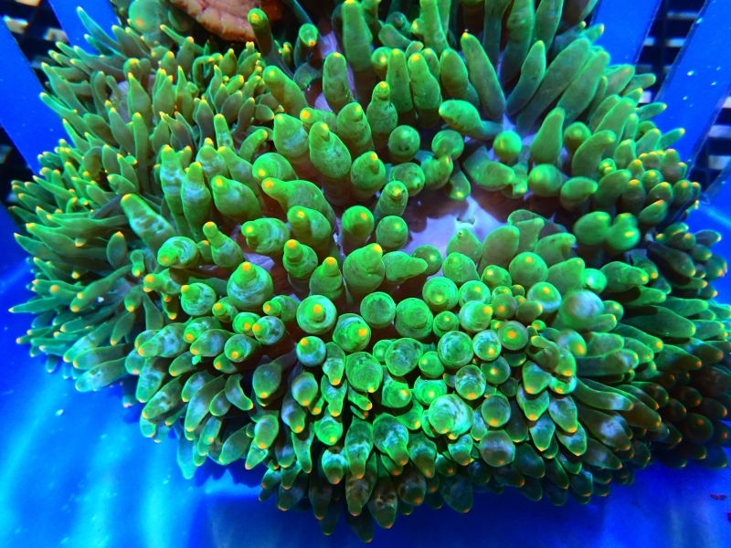 large_9276_large_11638_Orangetipanemone.JPG