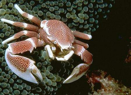 large_9280_Anemone_Crab.jpg