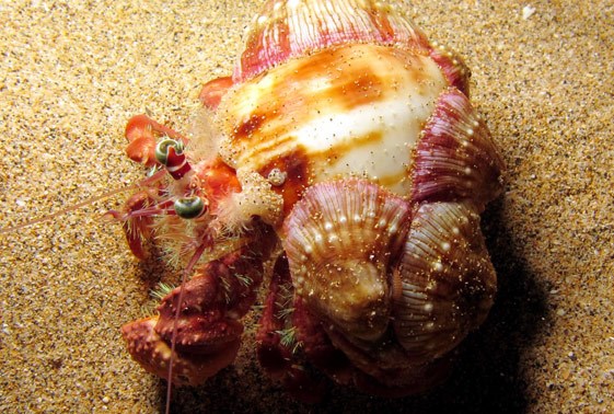halloween hermit crab