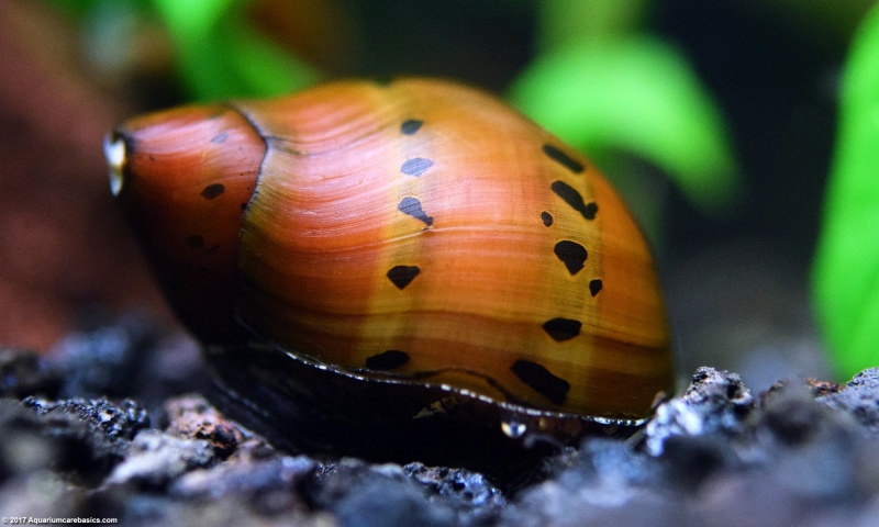 large_9289_Red_Nerite_Snail_LRNR.jpg