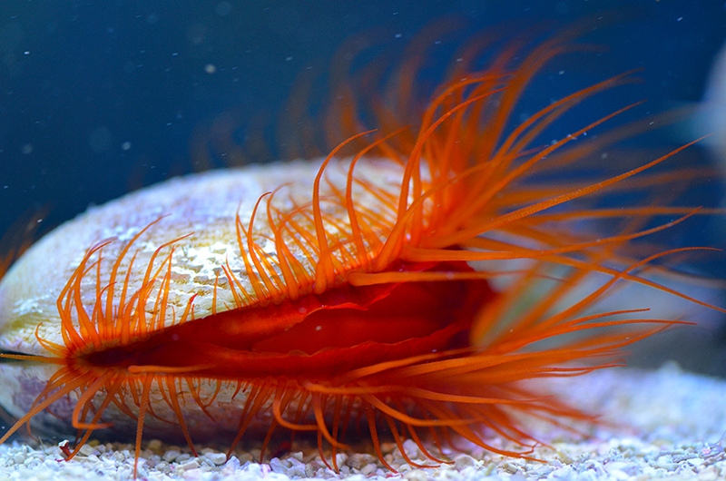 large_9292_Flame_Scallop_LRNR.jpg