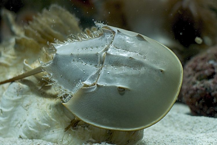 large_9298_Horseshoe_Crab_LRNR.jpg