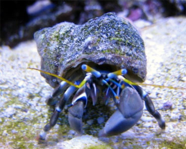 large_9390_dwarfZebraHermitCrab.jpg