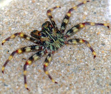 large_9393_sallycrab.jpg