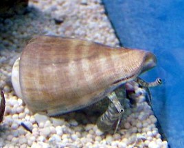 large_9395_ConchTigerSand.jpg