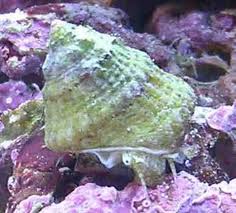 large_9401_astrea.jpg