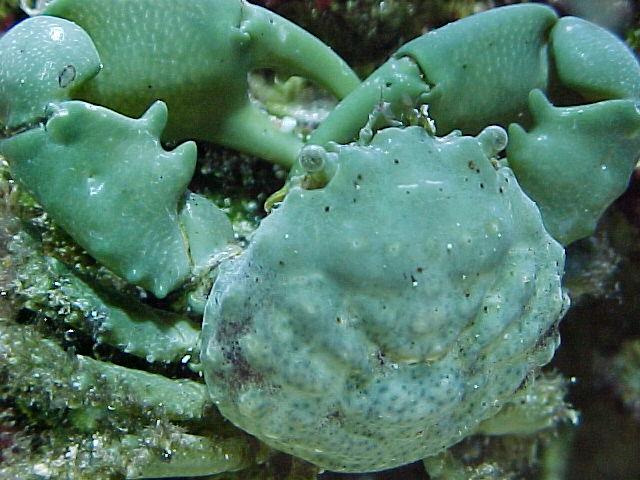 large_9401_emerald.jpg