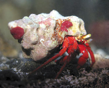 large_9401_red_leg.jpg