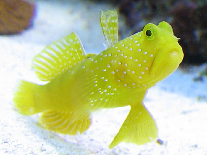 large_9403_Yellow_Watchman_Goby.jpg