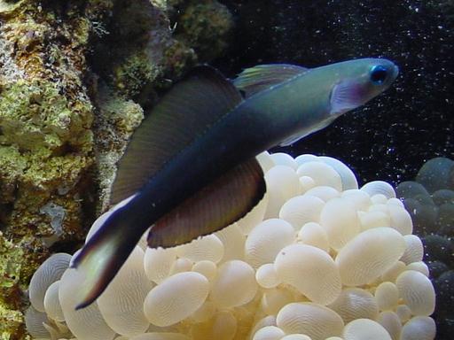 large_9405_ScissorTailGoby.jpg
