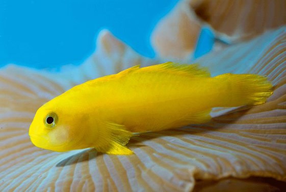 large_9408_yellow-clown-goby-gobiodon-okinawae-LRNR1.jpg