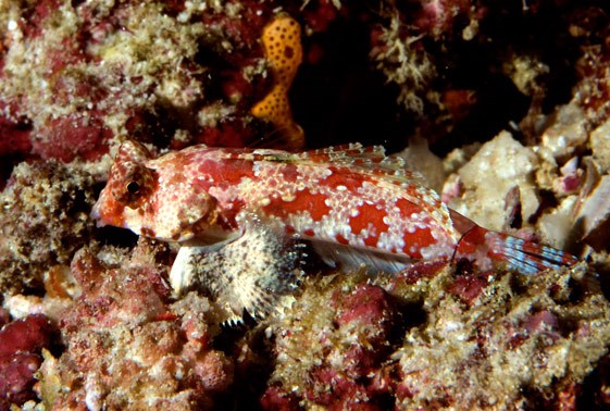 large_9417_red-scooter-dragonet-synchiropus-stellatus-1.jpg
