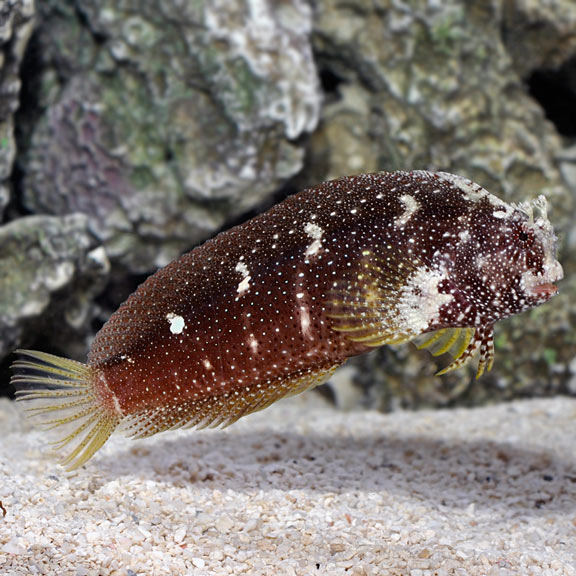large_9422_Starry_Blenny_-_Salarias_ramosusLRNR.jpg
