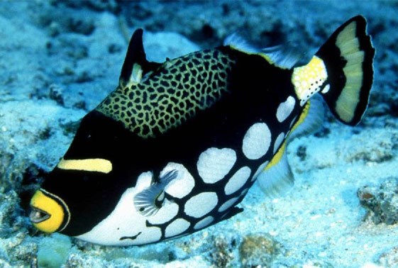 large_9438_clown-triggerfish-balistoides-conspicillum-LRNR1.jpg