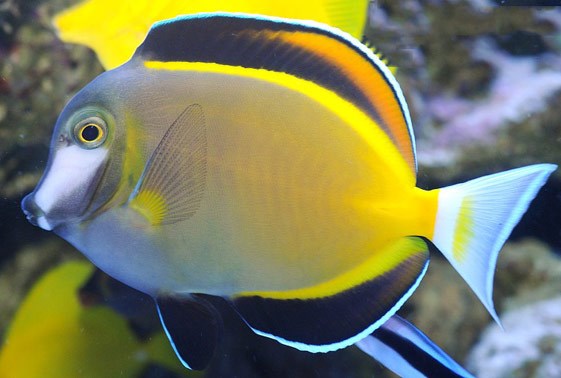 large_9445_powder-brown-tang-acanthurus-japonicus-1.jpg