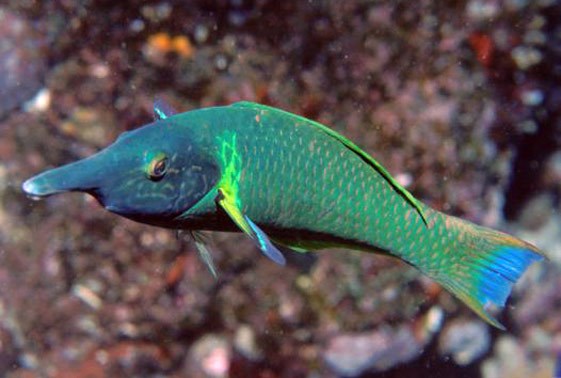 large_9455_Green_bird_wrasse_lrnr.jpg