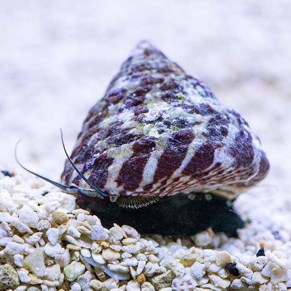 Banded Trochus Tiger Turbo Snail; Fiji - Trochus sp.
