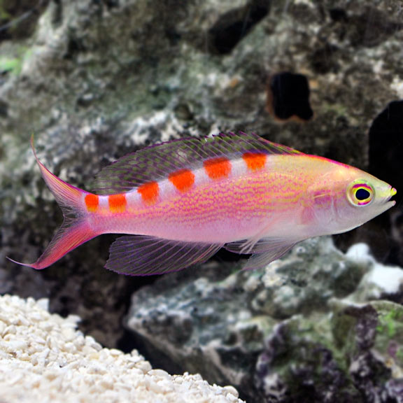 large_9805_lg84294RedSaddledAnthias.jpg