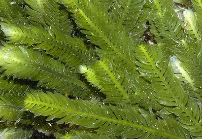 large_9818_greenalgae_caulerpa.jpg