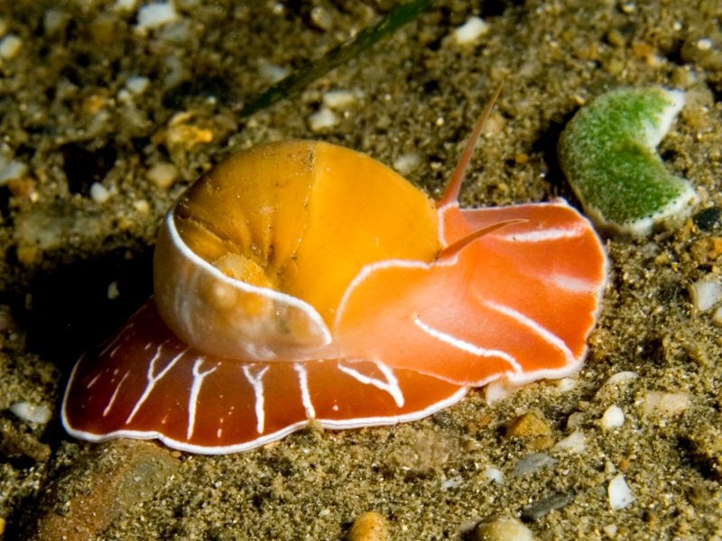 large_9829_Moon_Snail.jpg