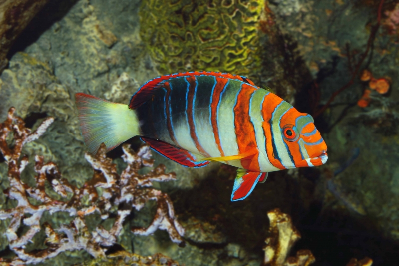 Harlequin Tusk