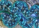 Maricultured Ultra Tridacna Maxima Clam