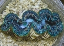 Maricultured Ultra Tridacna Maxima Clam